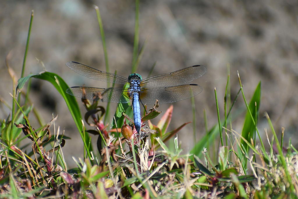 Blue Dasher Dragonfly - D7500.jpg