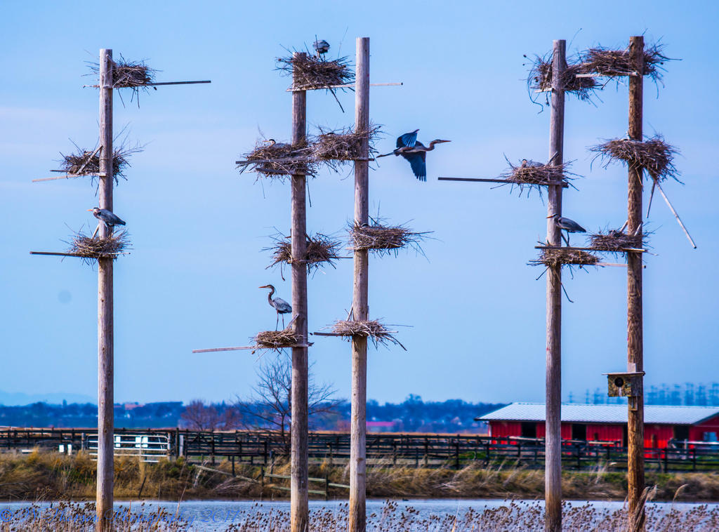 Blue Heron Habitat at Farmington Bay  3-18-2017.jpg