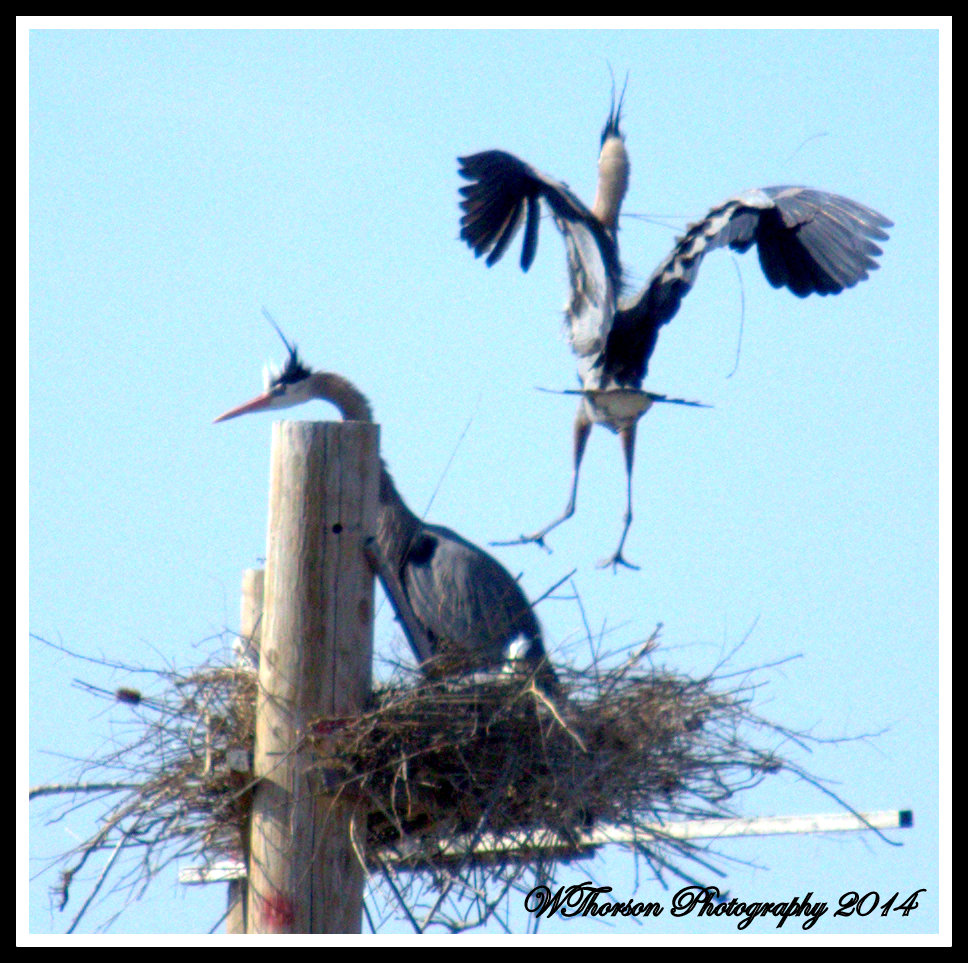 Blue Heron, Hi Honey I'm Home.jpg