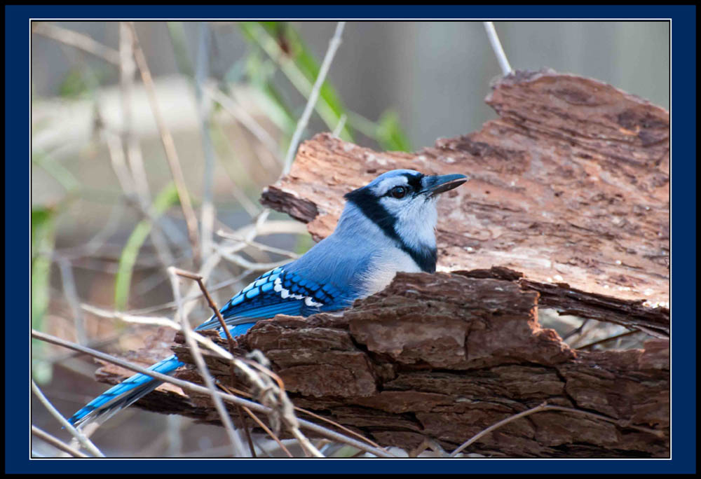 Blue Jay 2.jpg