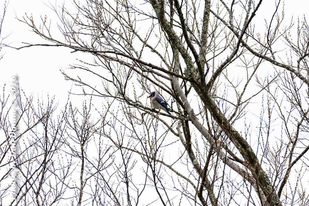 Blue Jay-3438.jpg