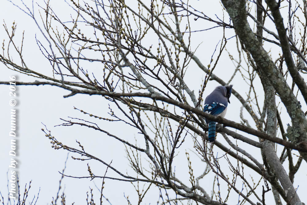 Blue Jay-3450.jpg
