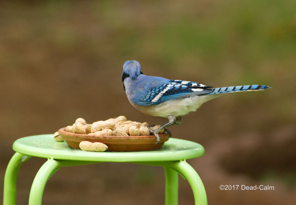 Blue Jay 80DSC_6802.jpg