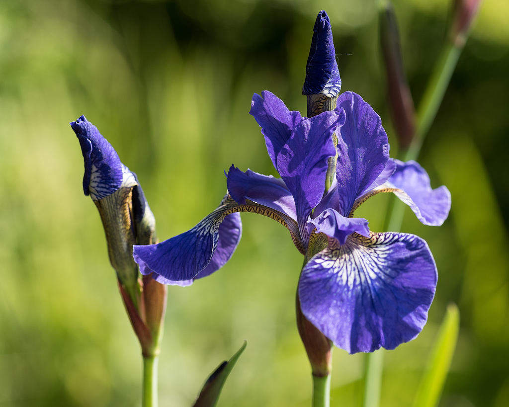 Blue.jpg