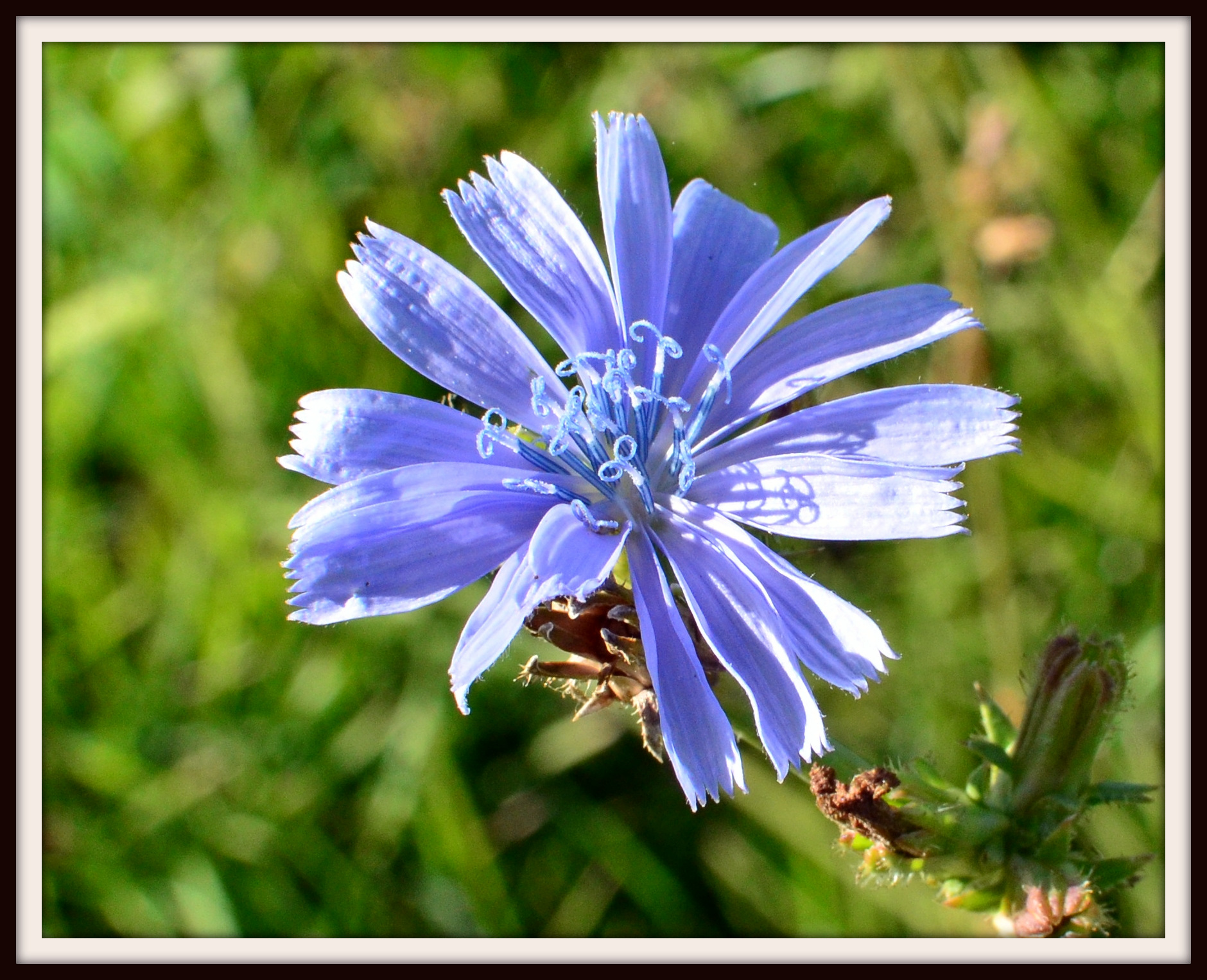 BLUE.JPG