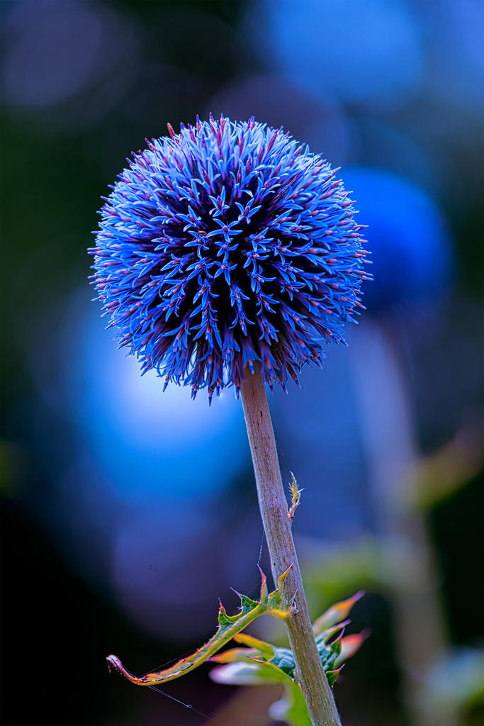 Blue.jpg