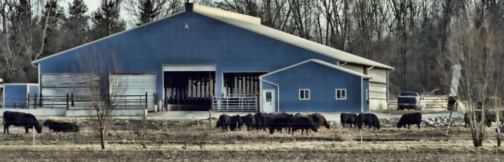 blue moo 1200.jpg