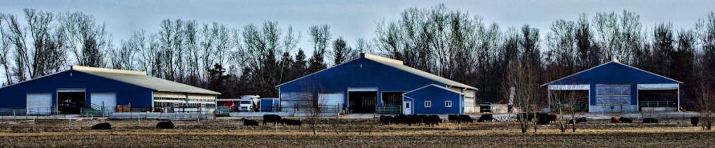 blue moo 2 1200.jpg