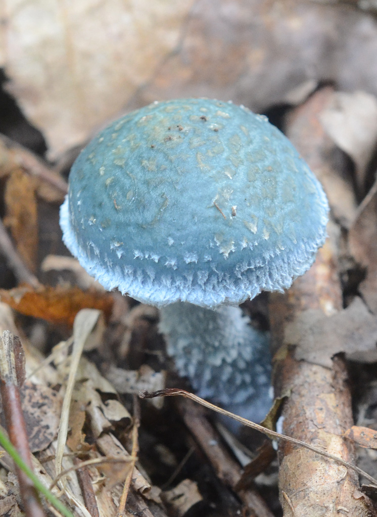 Blue mushroom.jpg