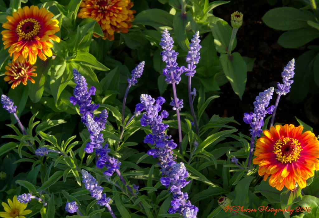 Blue Salvia and Orange Zinnia's 7-17-2016.jpg