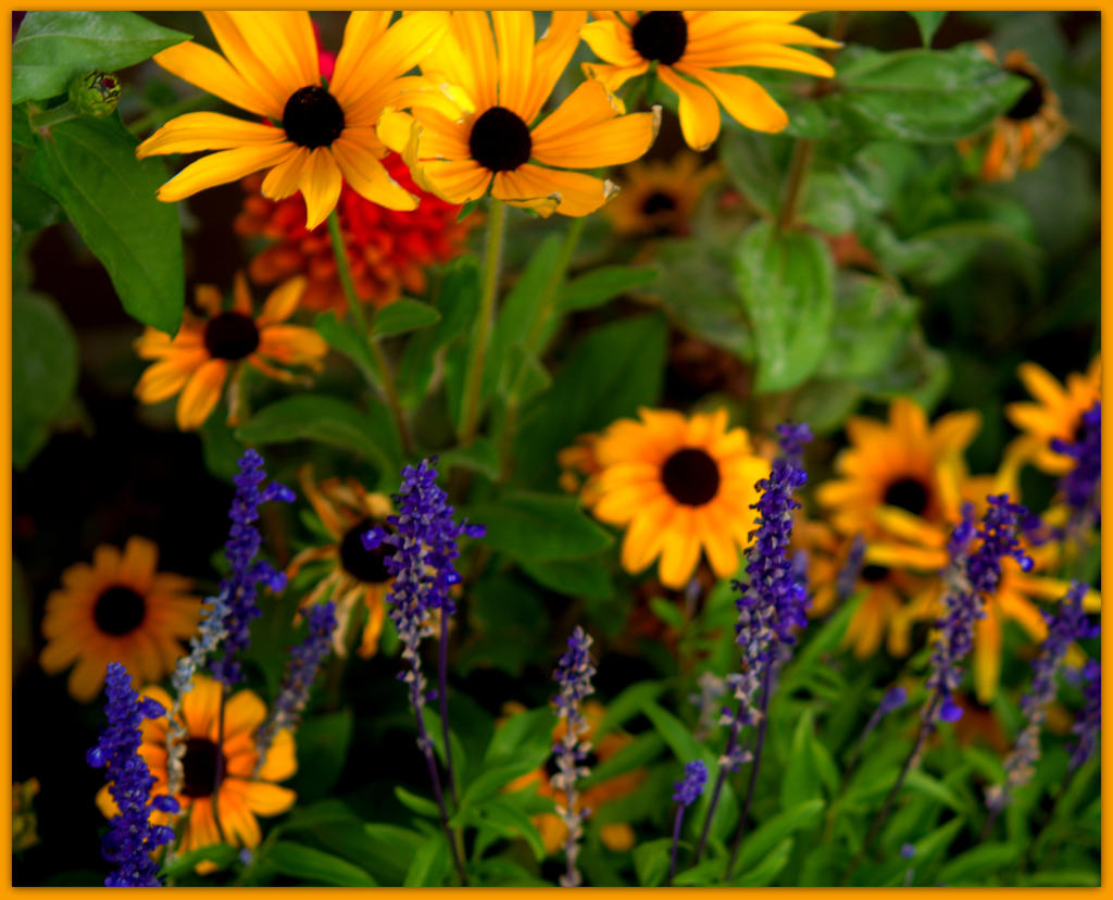 Blue Salvia and Yellow Daisies.jpg