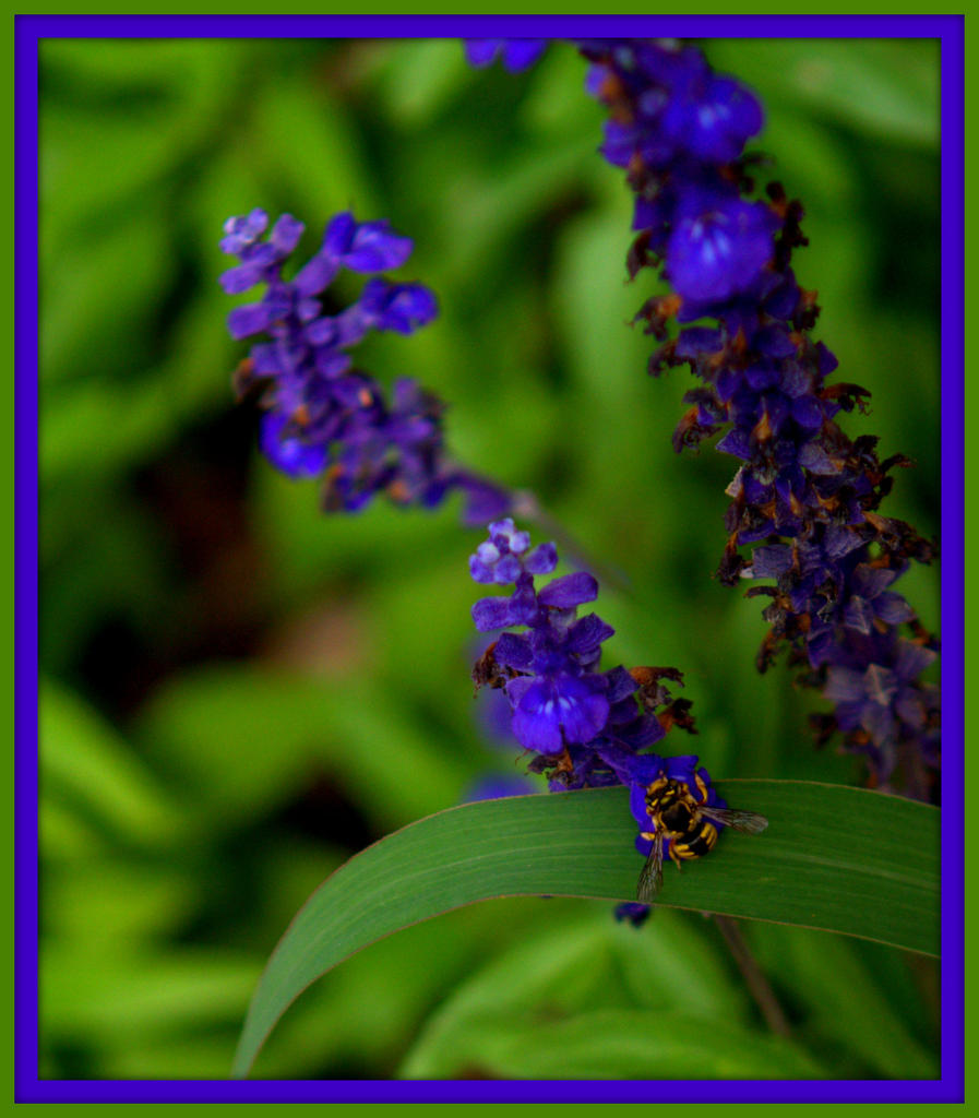 Blue Salvia with Bee.jpg