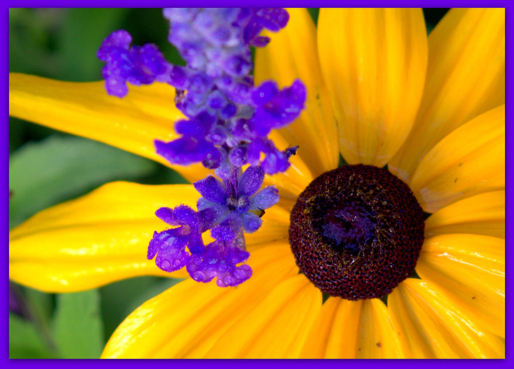 Blue Salvia with Gloriosa Daisy.jpg