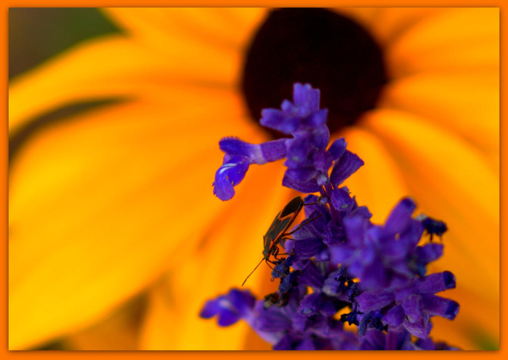 Blue Salvia Yellow Daisy and Bug.jpg