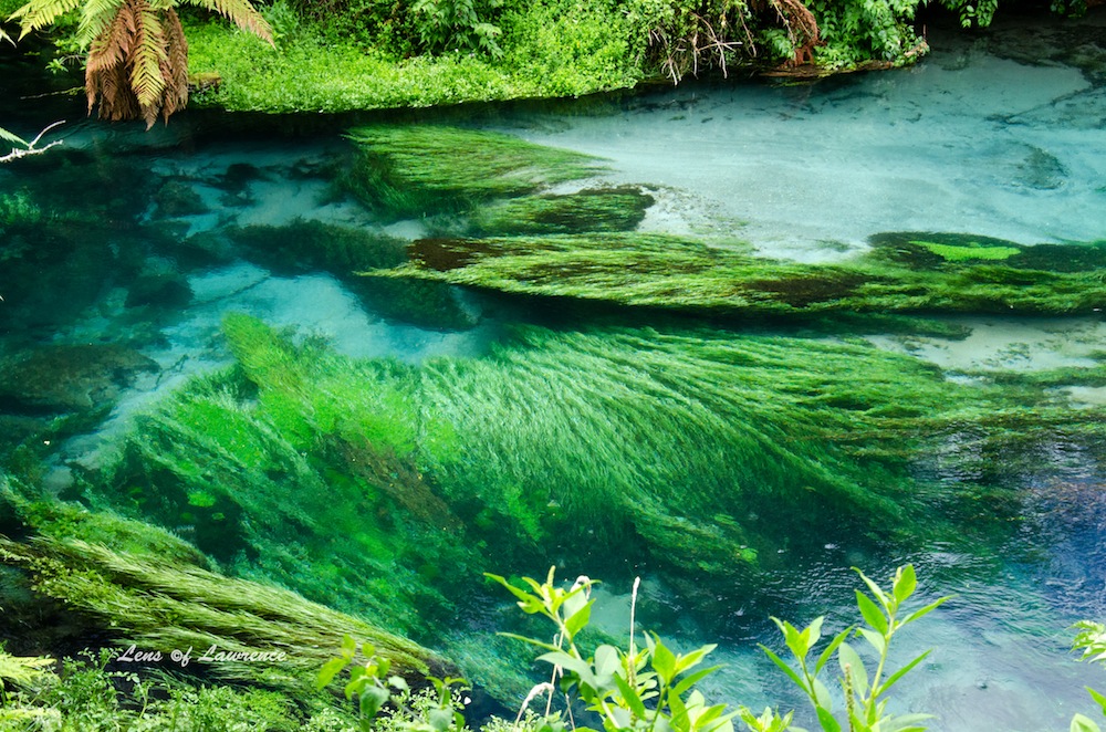 Blue Springs 3 LOL.jpg
