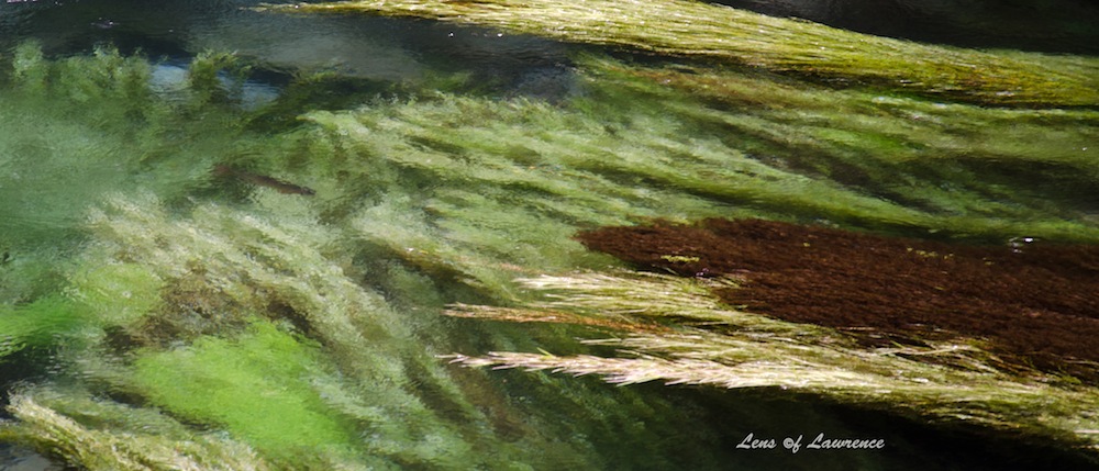 Blue Springs Trout LOL.jpg