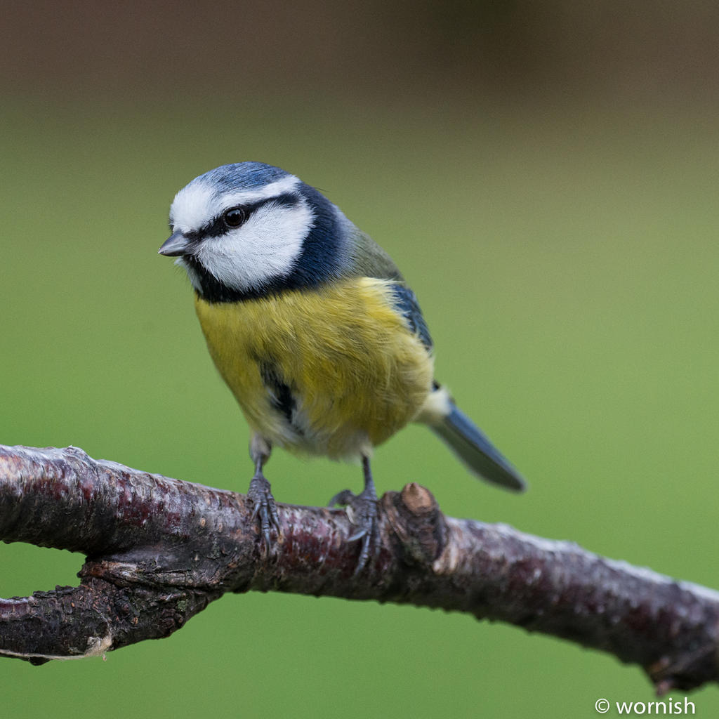 Blue Tit.jpg