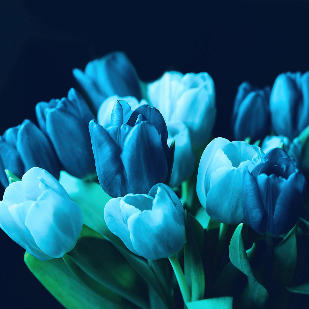 Blue-Tulips.jpg