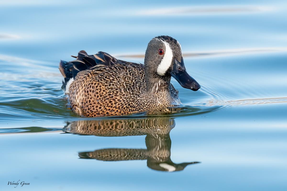 Blue-winged-649.jpg