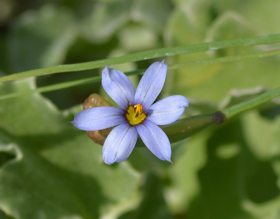 blue_eyed_grass.jpg