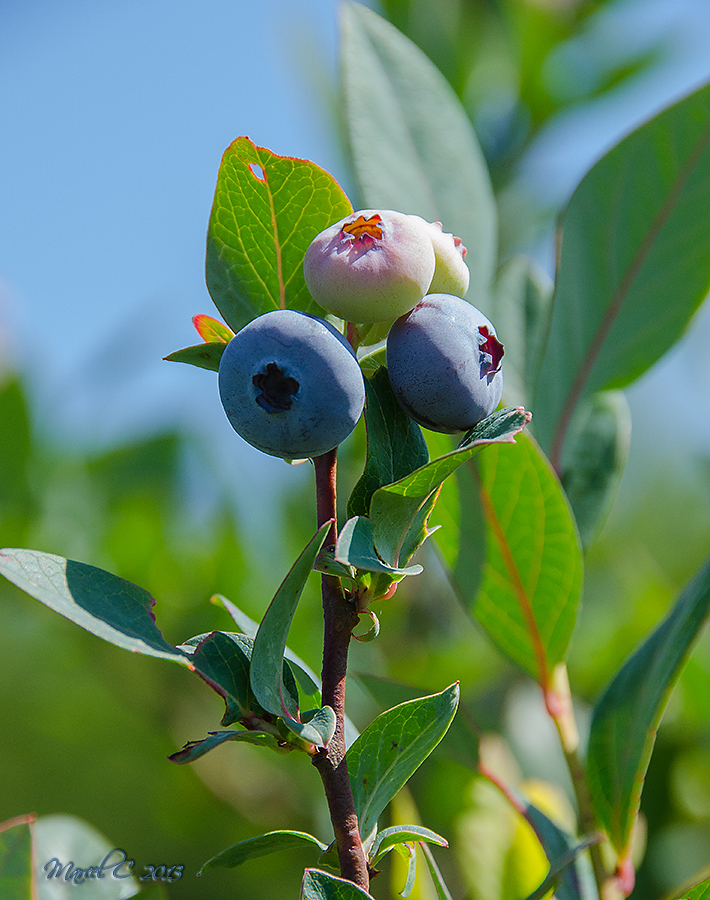 Blueberries.jpg