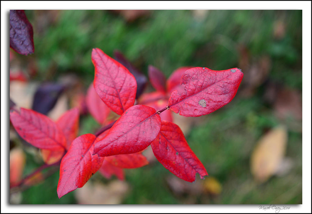Blueberry shrubs.jpg