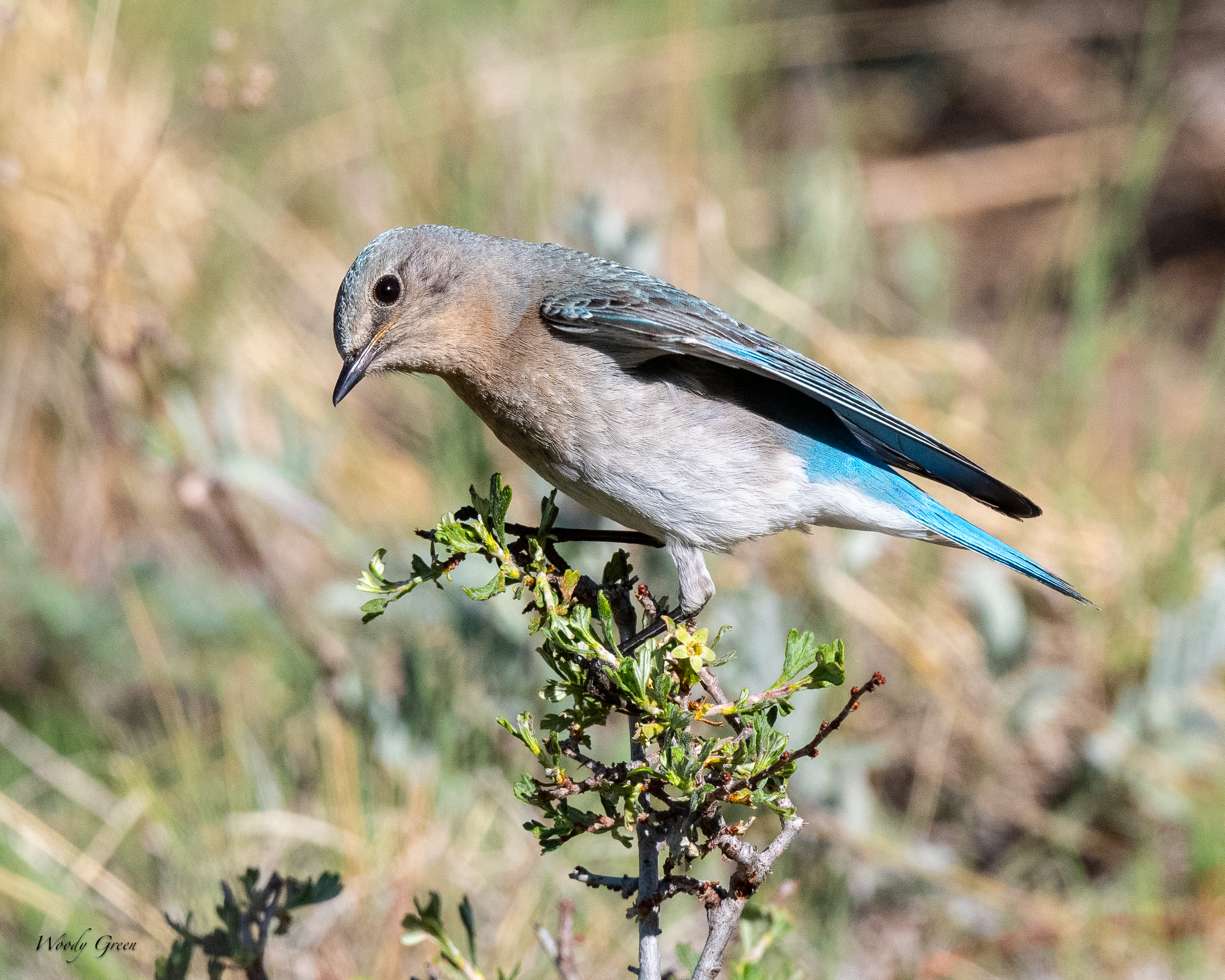 Bluebird-47.jpg