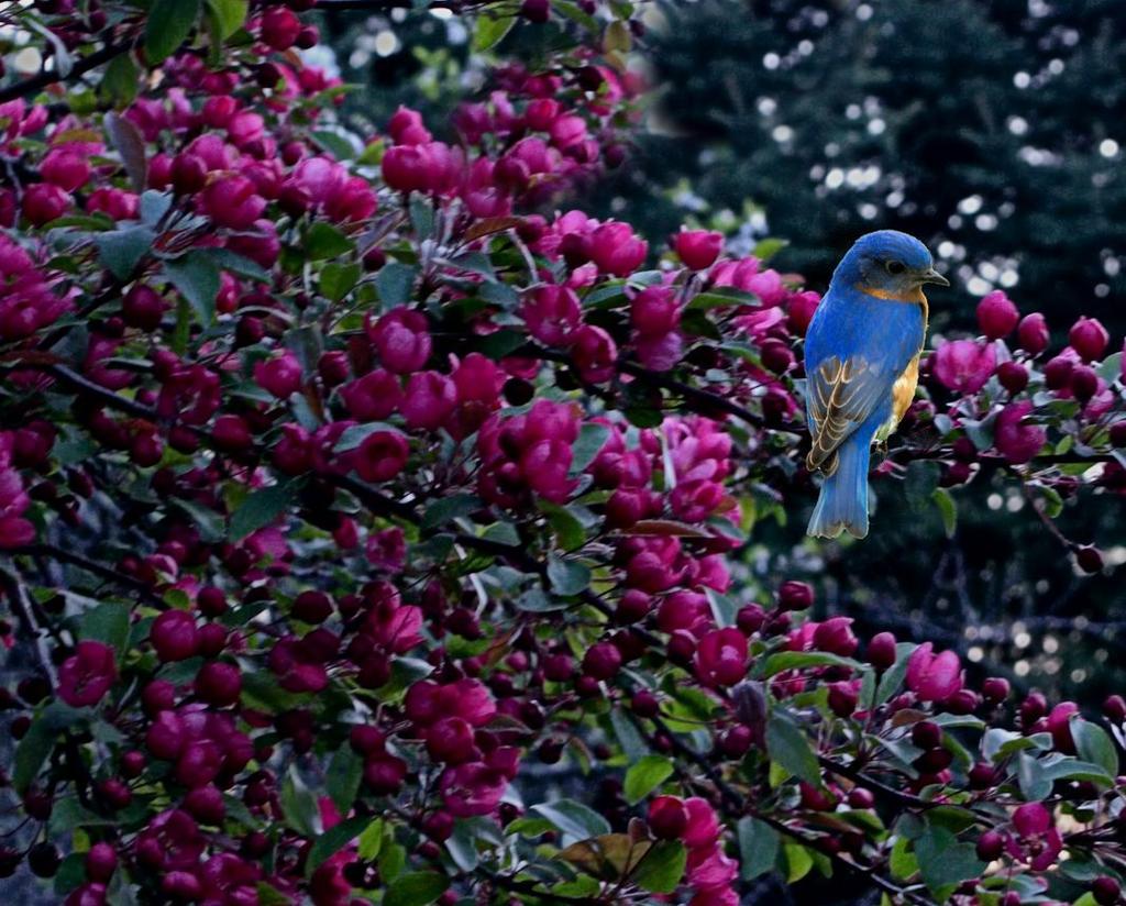 bluebird in the blossoms2000.jpg