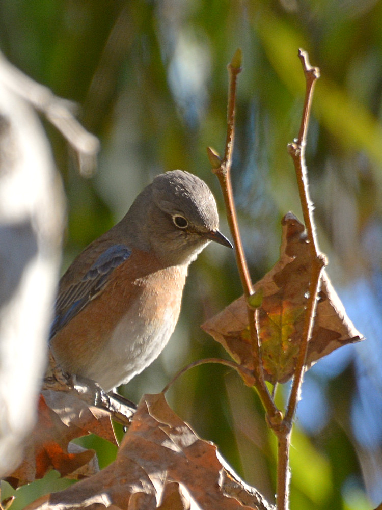 Bluebird.jpg