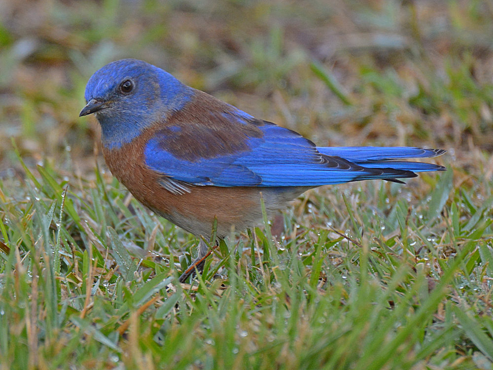 Bluebird.jpg