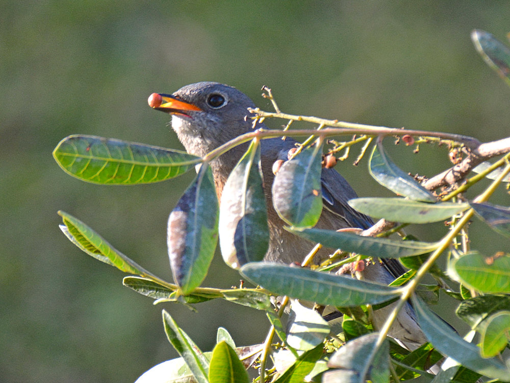 Bluebird.jpg