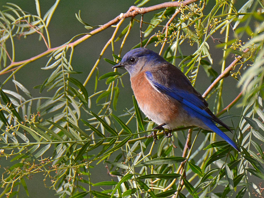 Bluebird.jpg