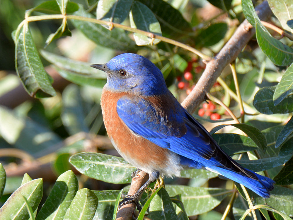 Bluebird.jpg