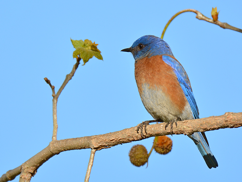 Bluebird.jpg