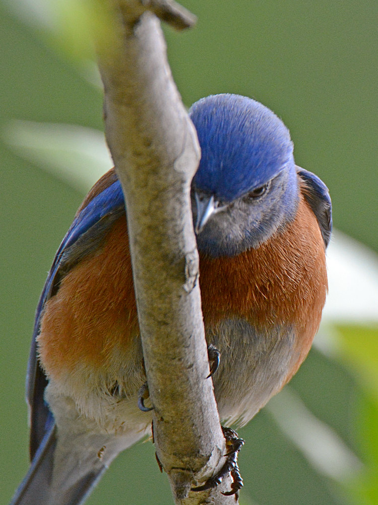 BlueBird.jpg