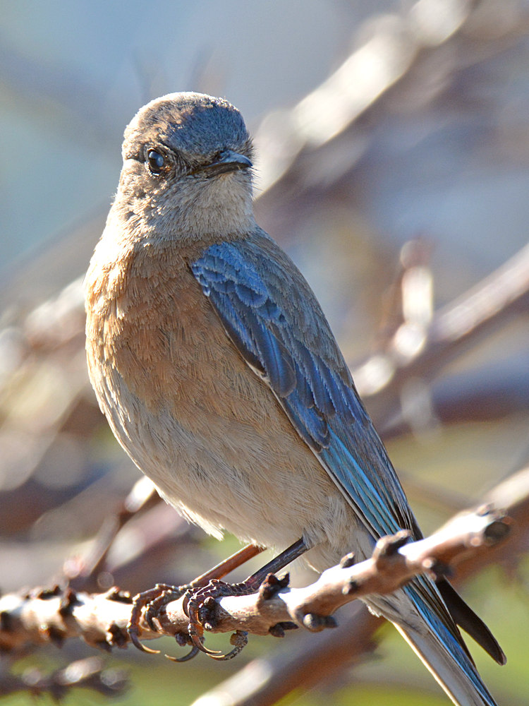 Bluebird.jpg