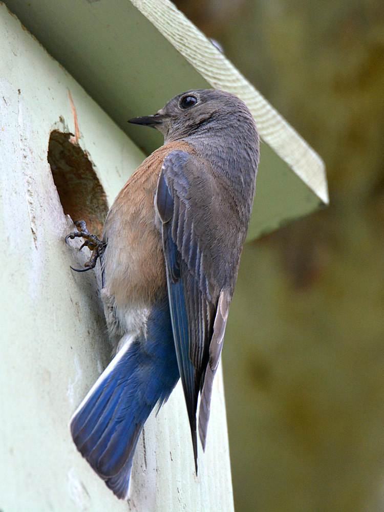 Bluebird.jpg