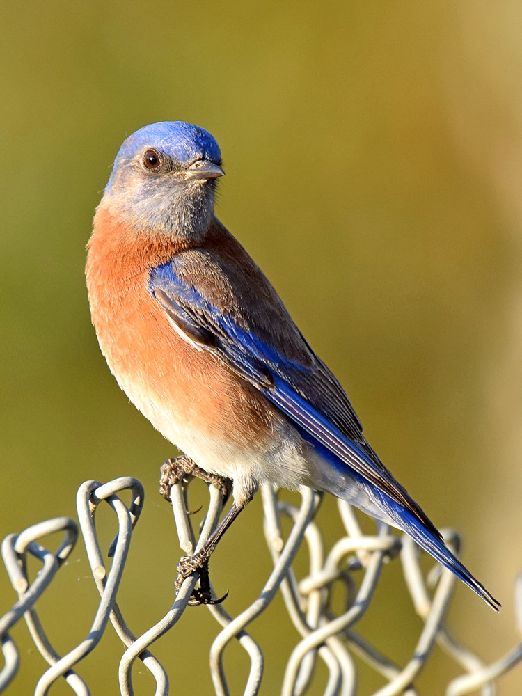 Bluebird.jpg