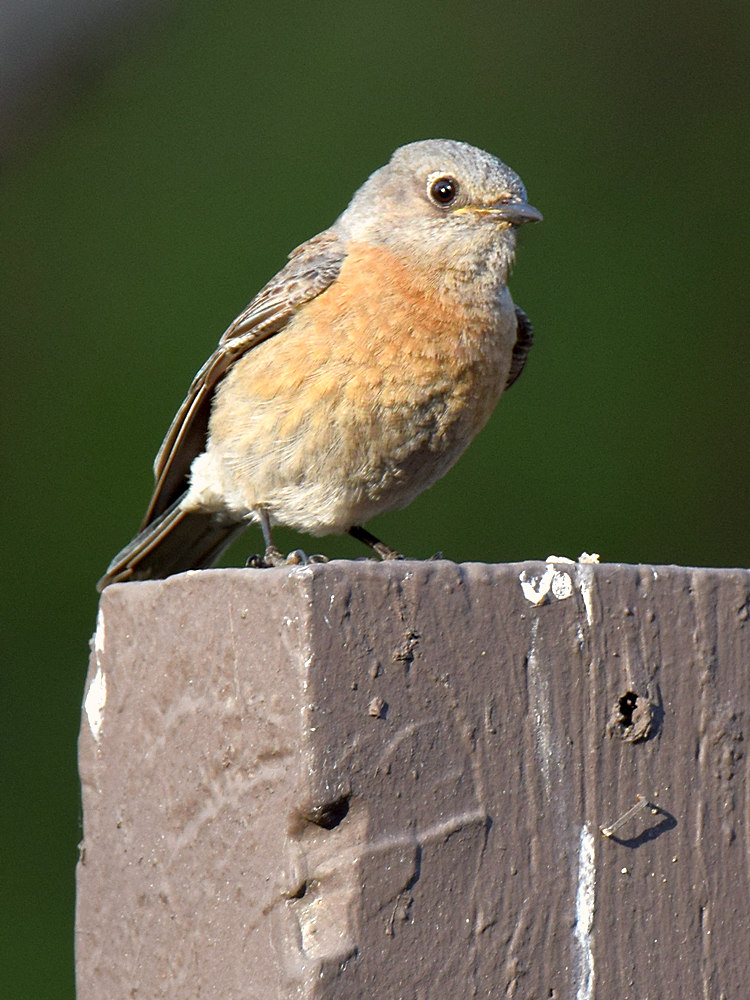 Bluebird.jpg