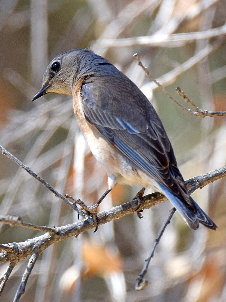 Bluebird.jpg