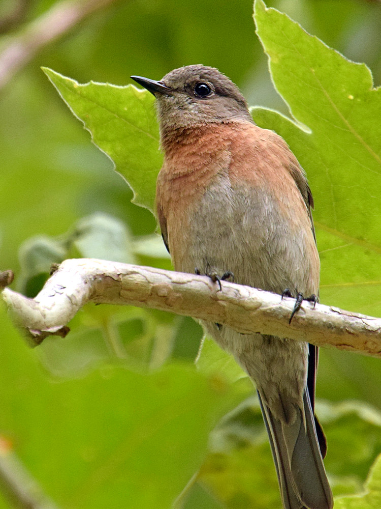 Bluebird.jpg