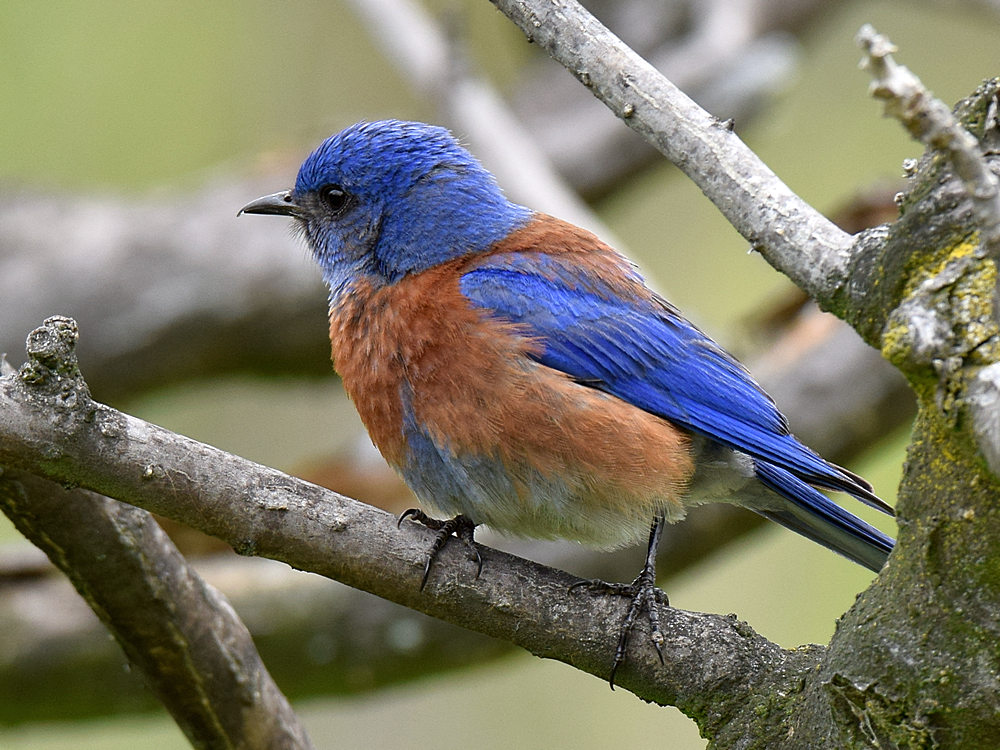 Bluebird.jpg