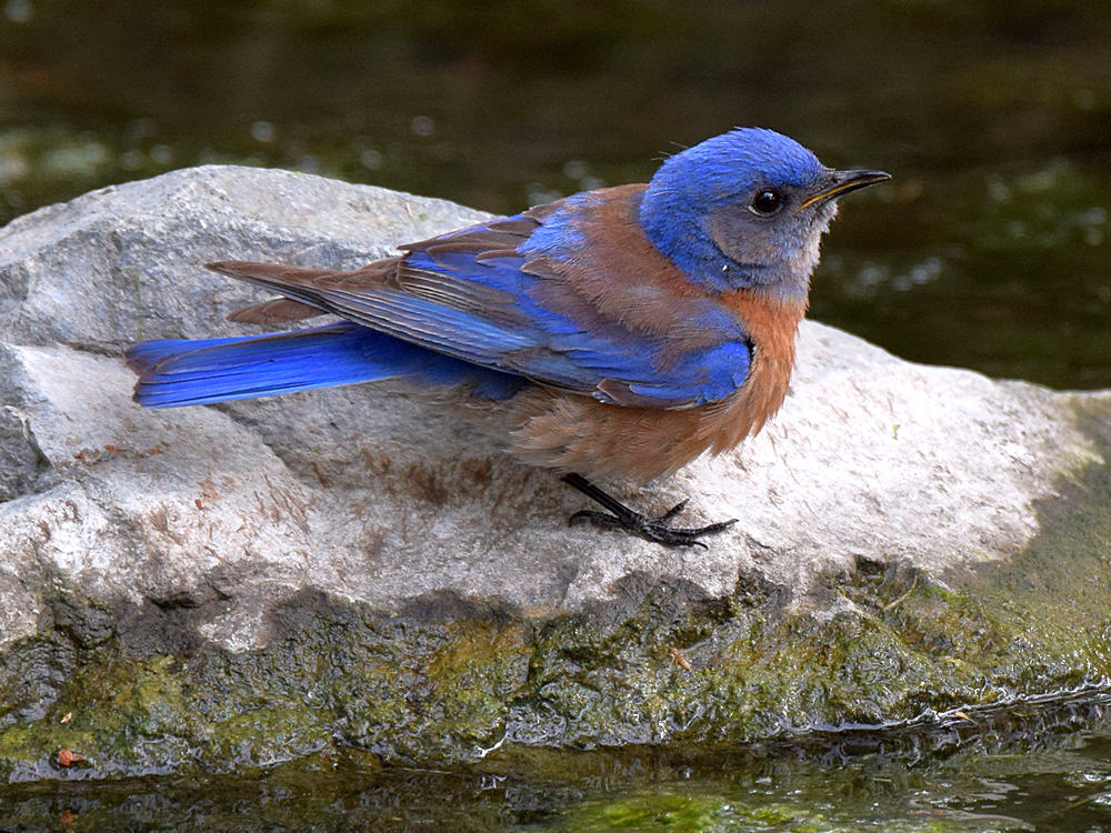 Bluebird.jpg