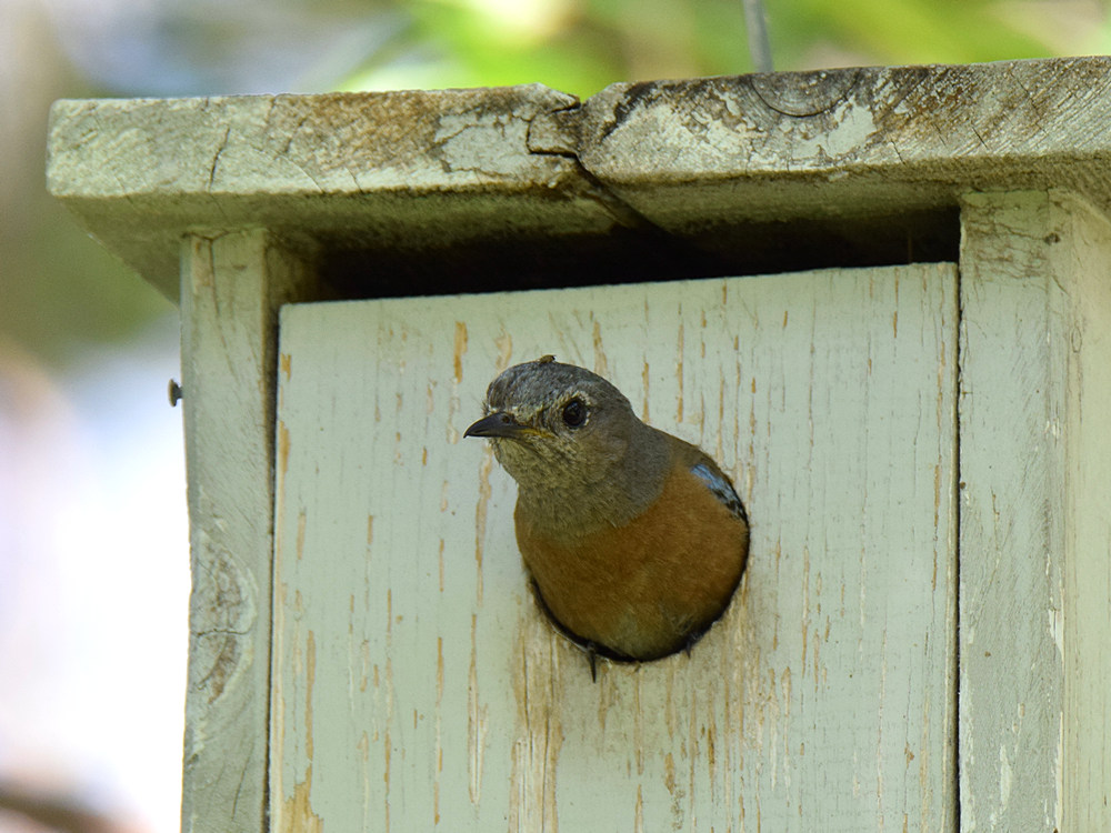 Bluebird.jpg