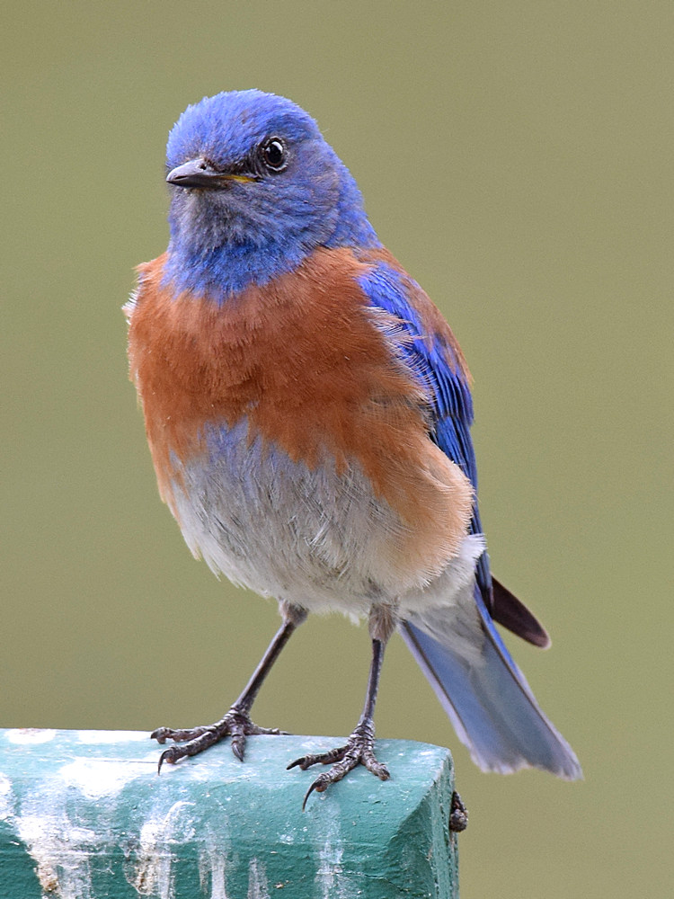 Bluebird.jpg