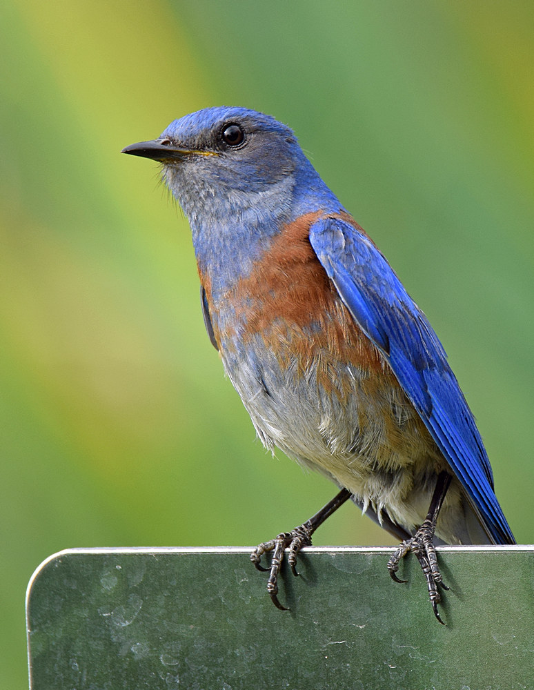 Bluebird.jpg