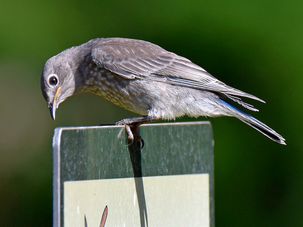 Bluebird.jpg