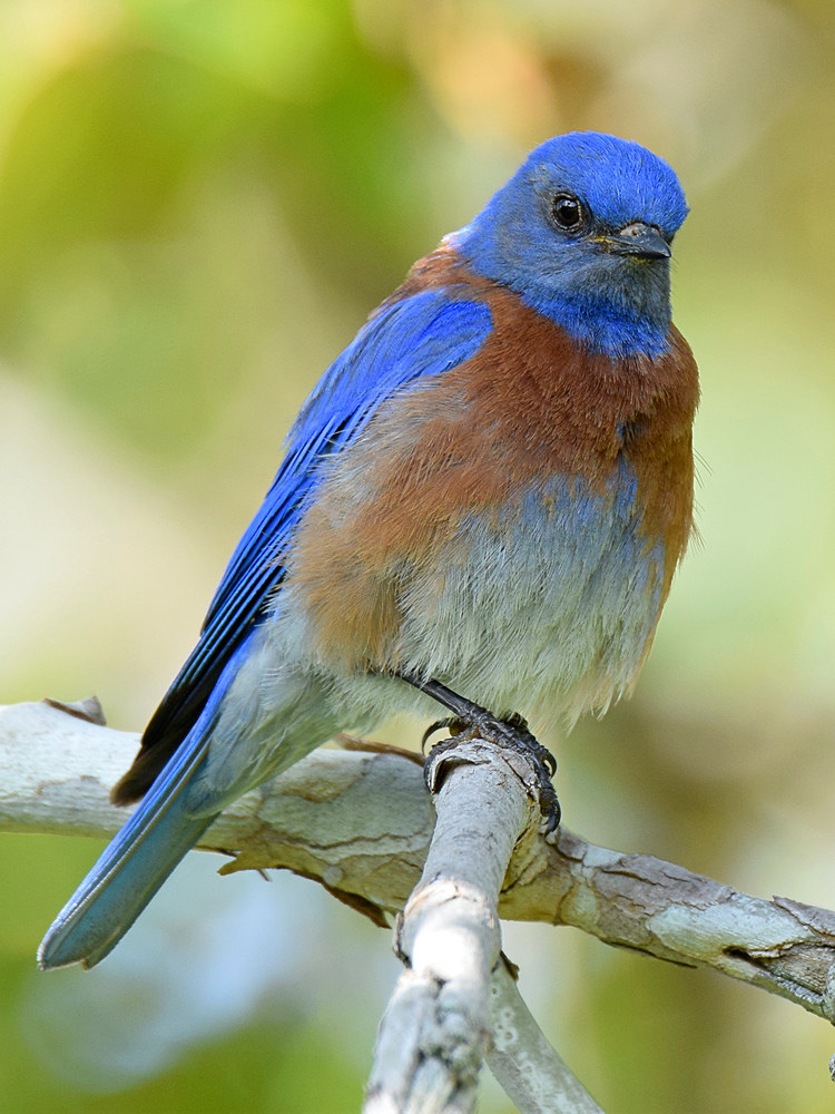 Bluebird.jpg