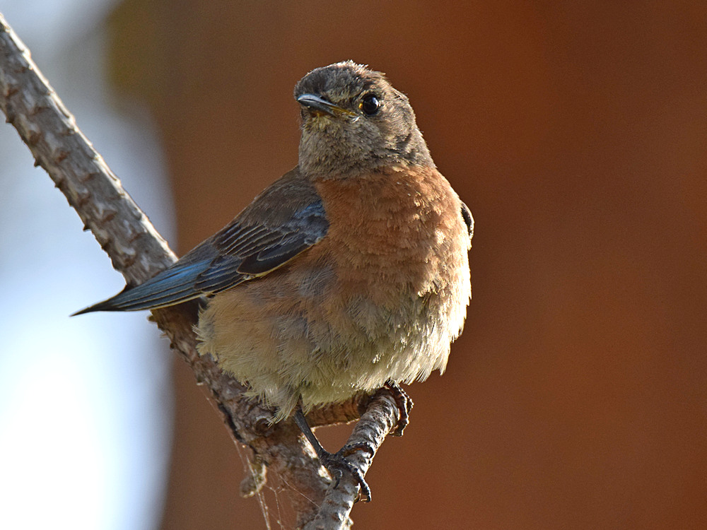 Bluebird.jpg