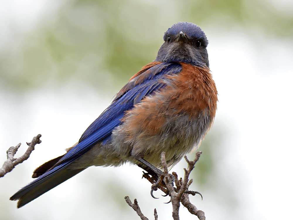 Bluebird.jpg